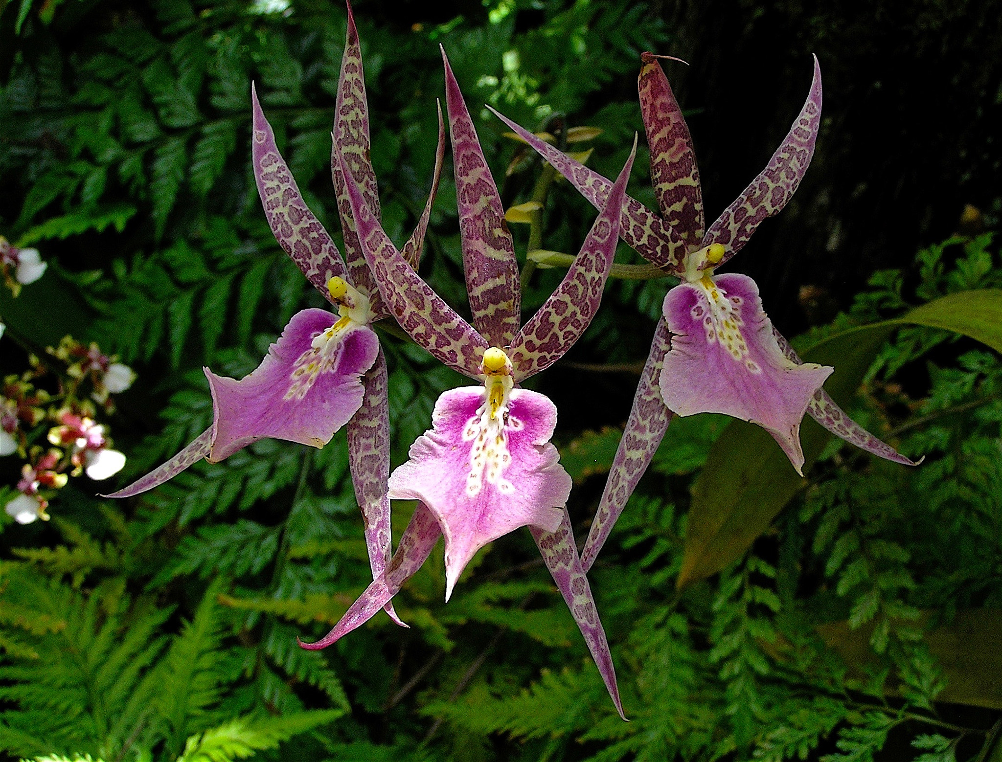 Olympus C765UZ sample photo. Trio of spotted bird orchids photography