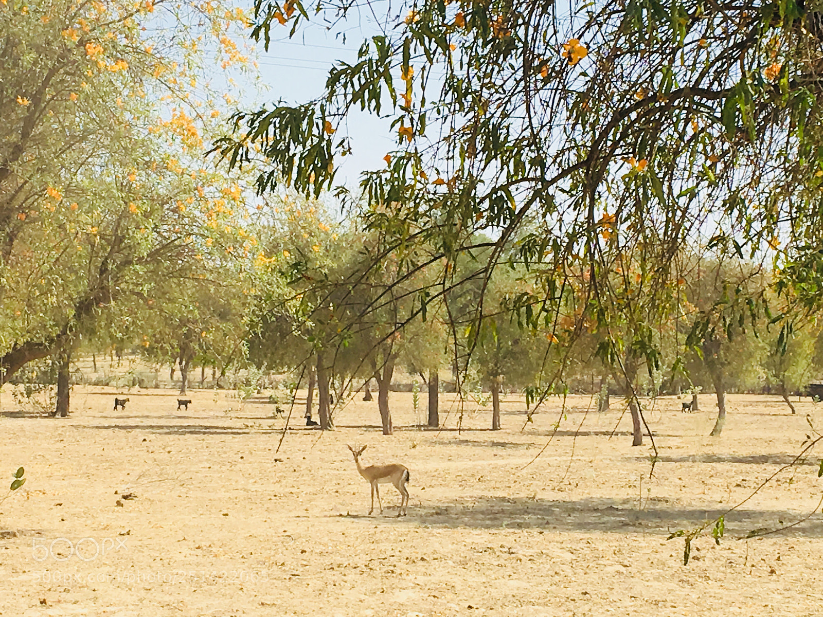 Apple iPhone 6s sample photo. Deer  photography