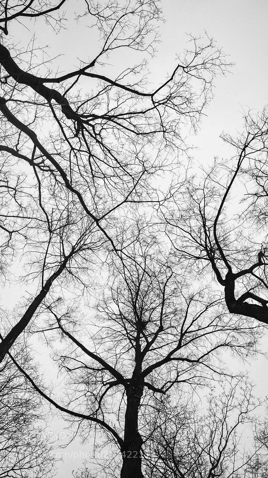 Nikon D5200 sample photo. Veins of the nature photography
