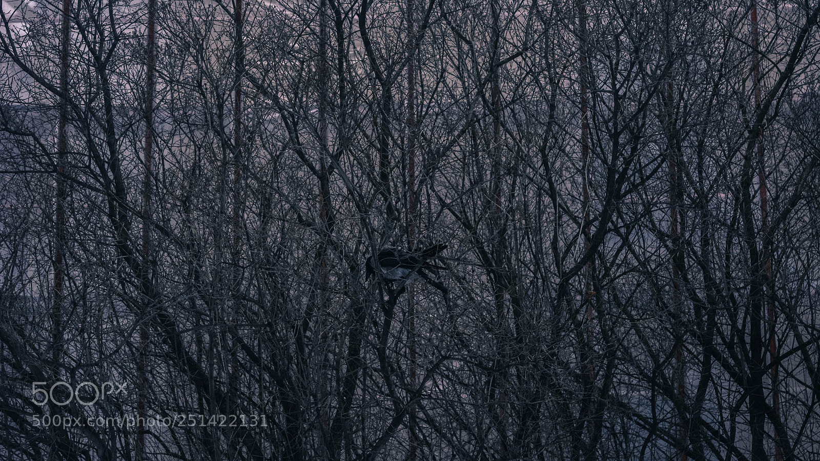 Nikon D5200 sample photo. Bird in a cage photography