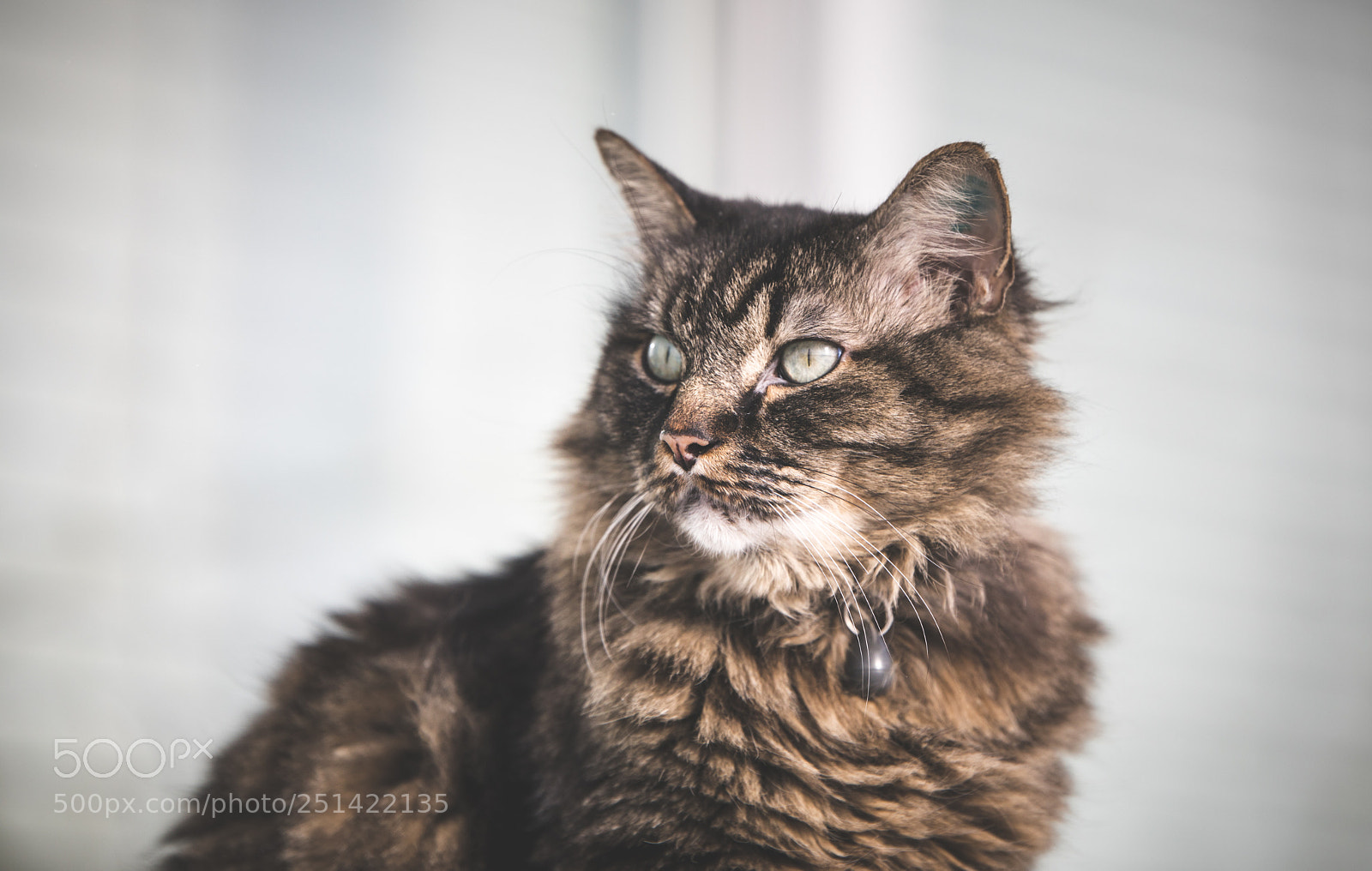 Canon EOS 5D Mark IV sample photo. Someone else's cat photography