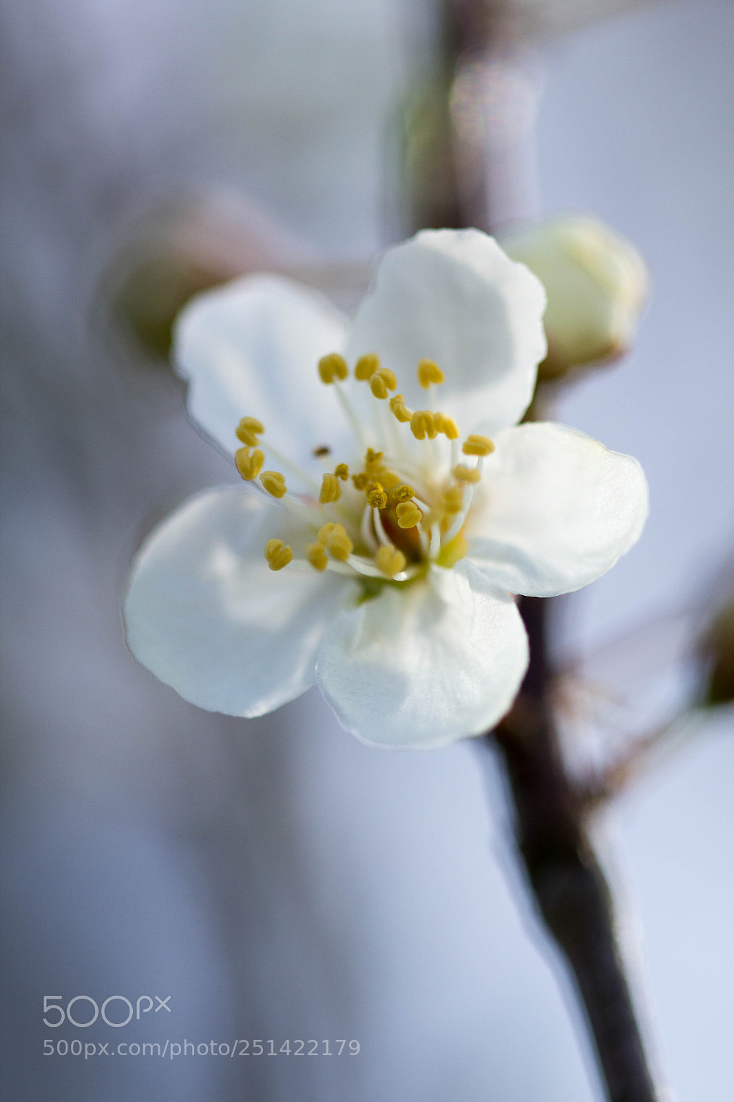Canon EOS 60D sample photo. Der fr hling ist photography