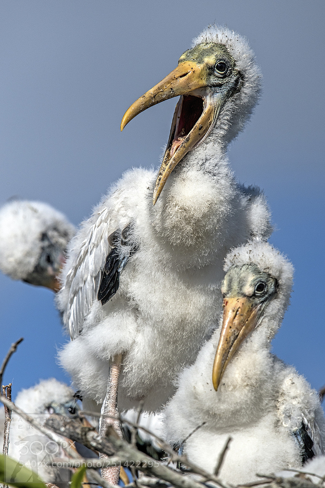 Nikon D810 sample photo. Big chicks 1733 photography