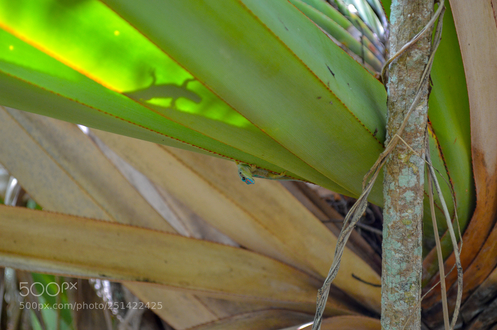 Nikon D3200 sample photo. Nosey gecko photography