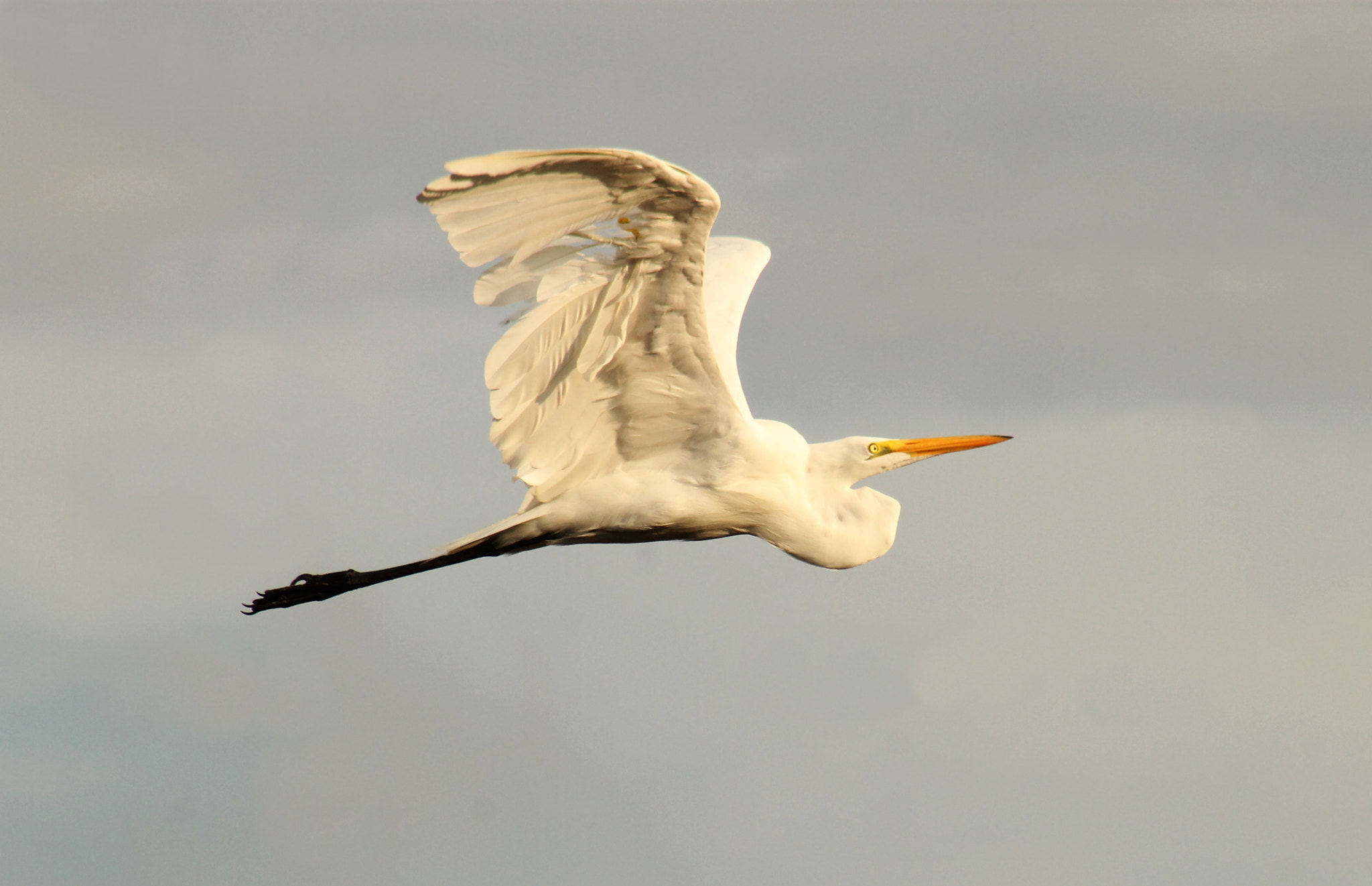 Canon EF 75-300mm f/4-5.6 USM sample photo. The magnificent art of flying photography