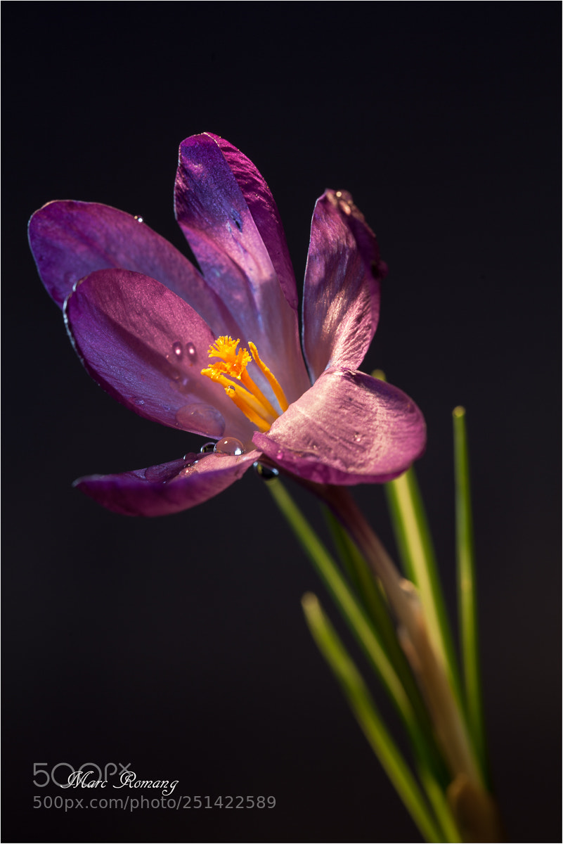 Canon EOS 5D Mark II sample photo. Untitled photography