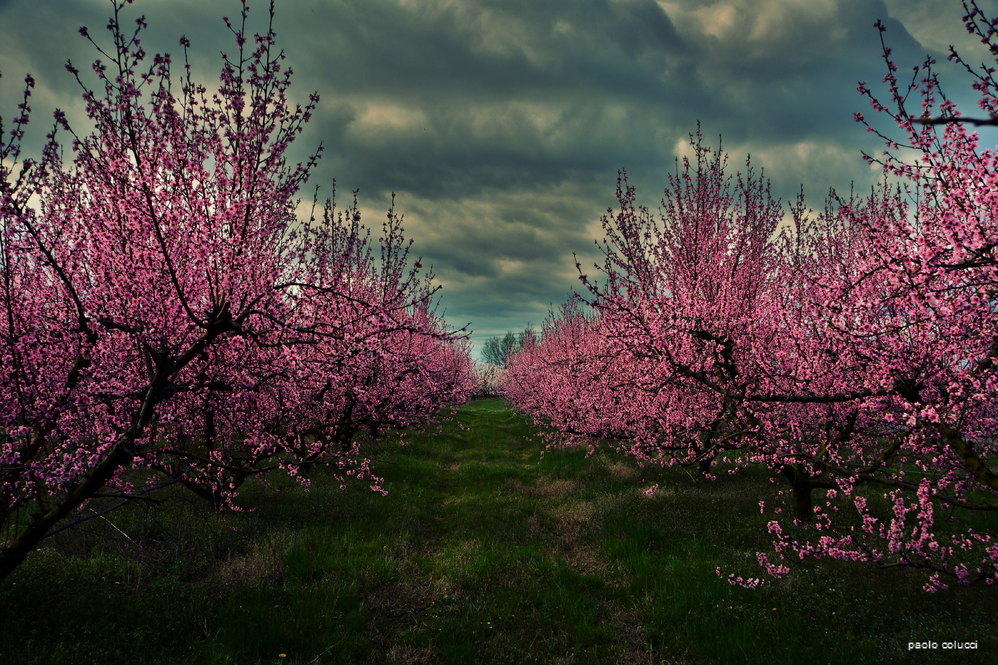 Sigma 18-200mm F3.5-6.3 II DC OS HSM sample photo. Peschi in fiore (san pietro in trento ra) photography