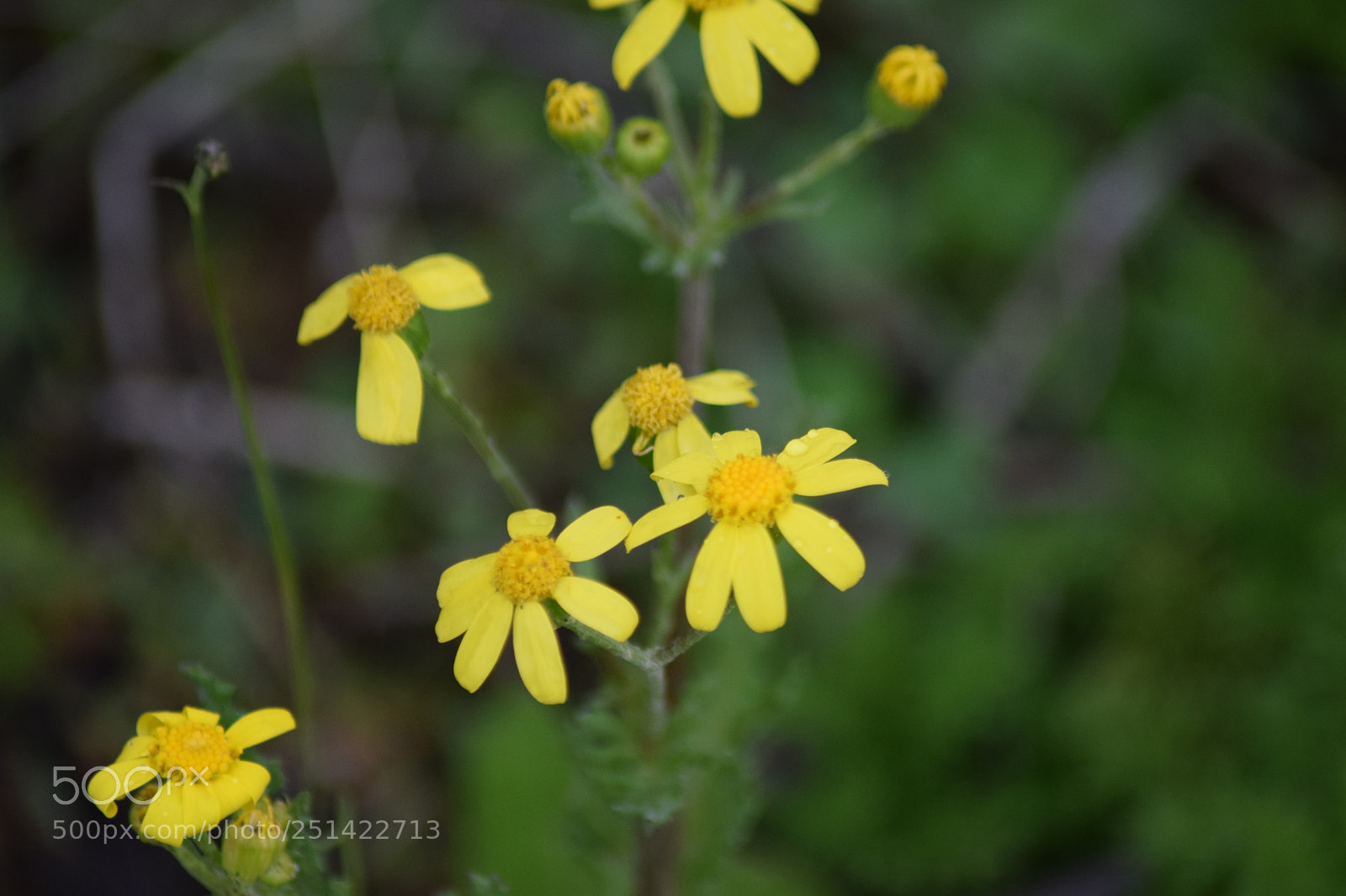 Nikon D3300 sample photo. Untitled photography