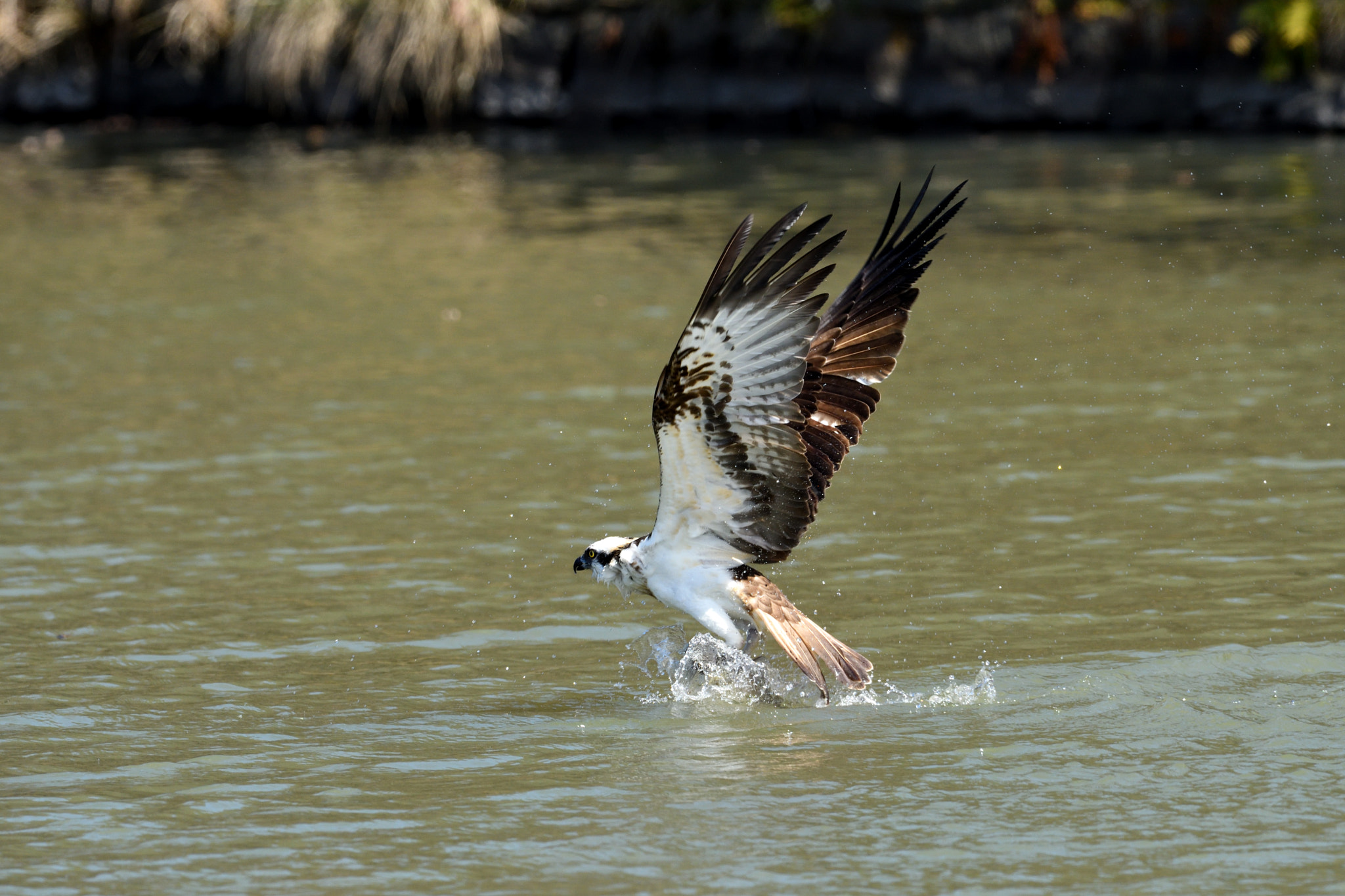 Nikon AF-S Nikkor 500mm F4G ED VR sample photo. Osprey photography