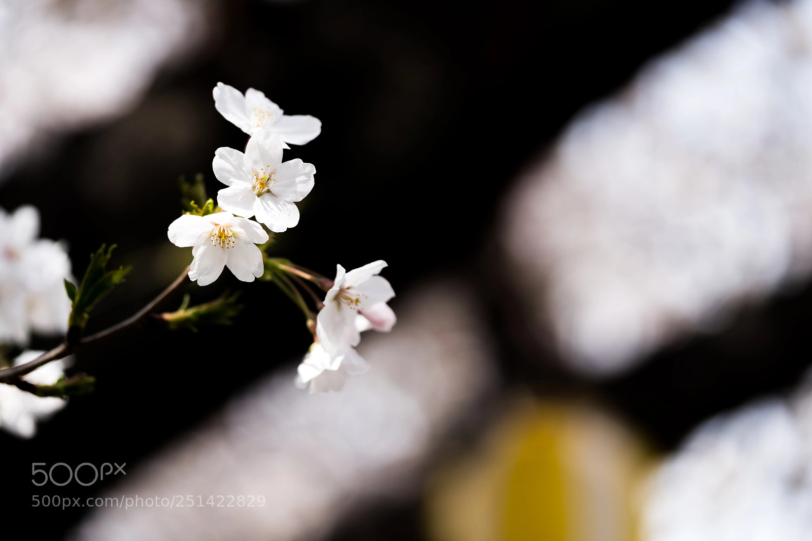 Sony a7R III sample photo. Cherry tree in full photography