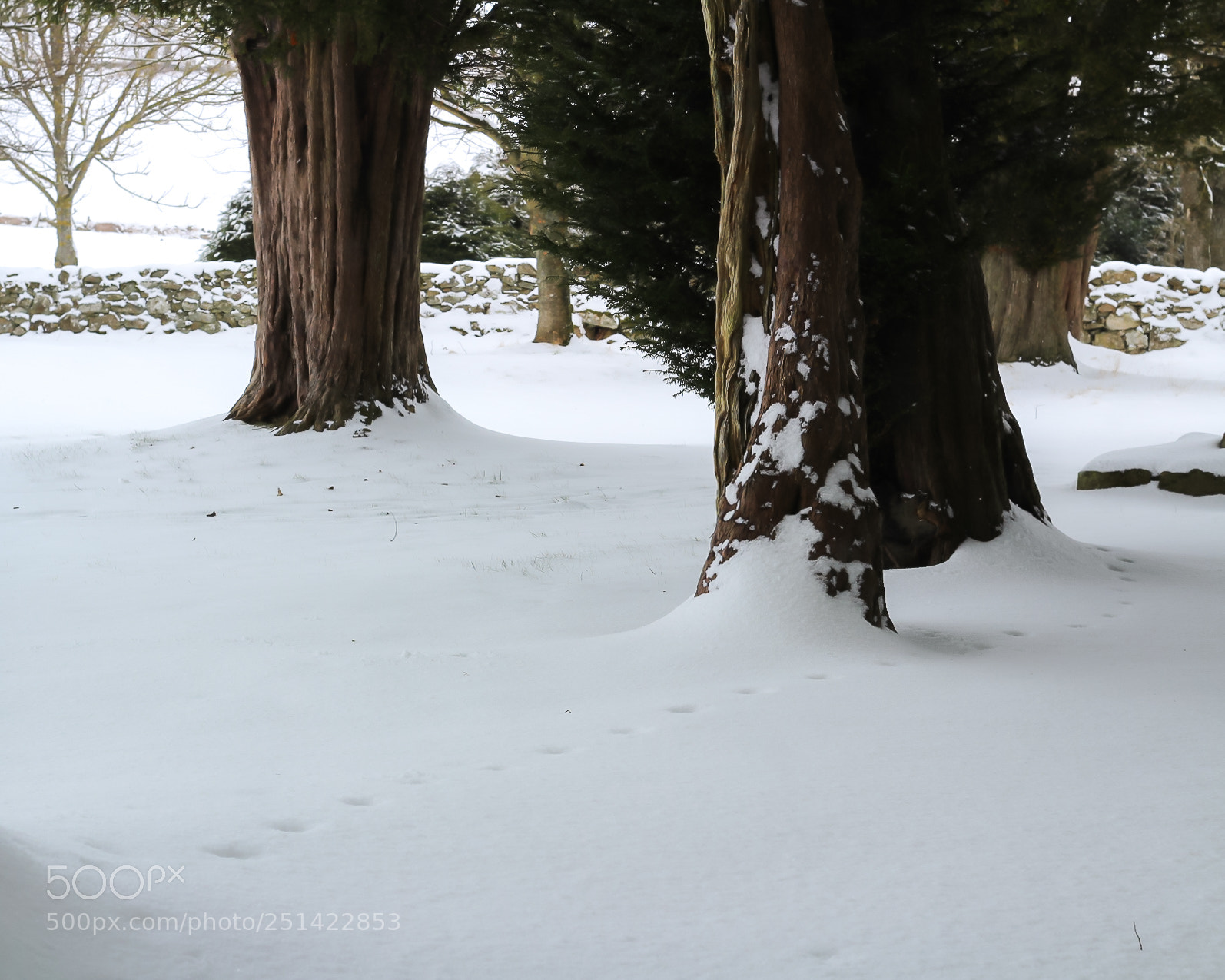 Canon EOS 1300D (EOS Rebel T6 / EOS Kiss X80) sample photo. Footprints in the snow photography