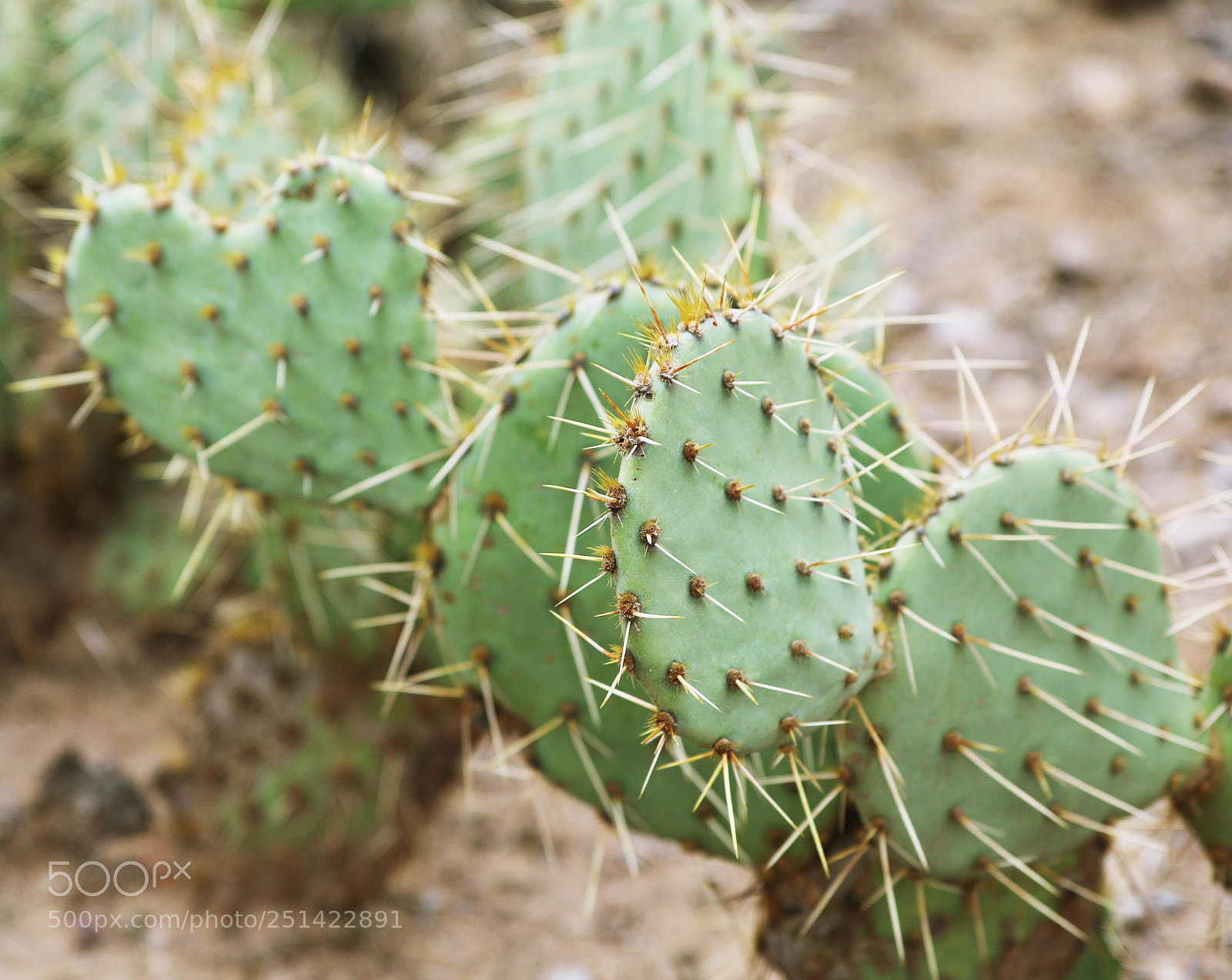 Canon EOS 70D sample photo. Cactus in tonto national photography