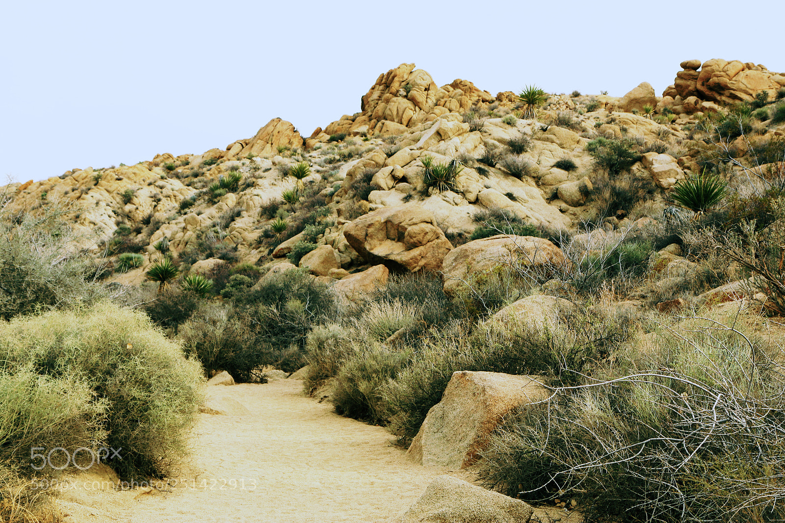 Canon EOS 70D sample photo. Joshua tree national park photography