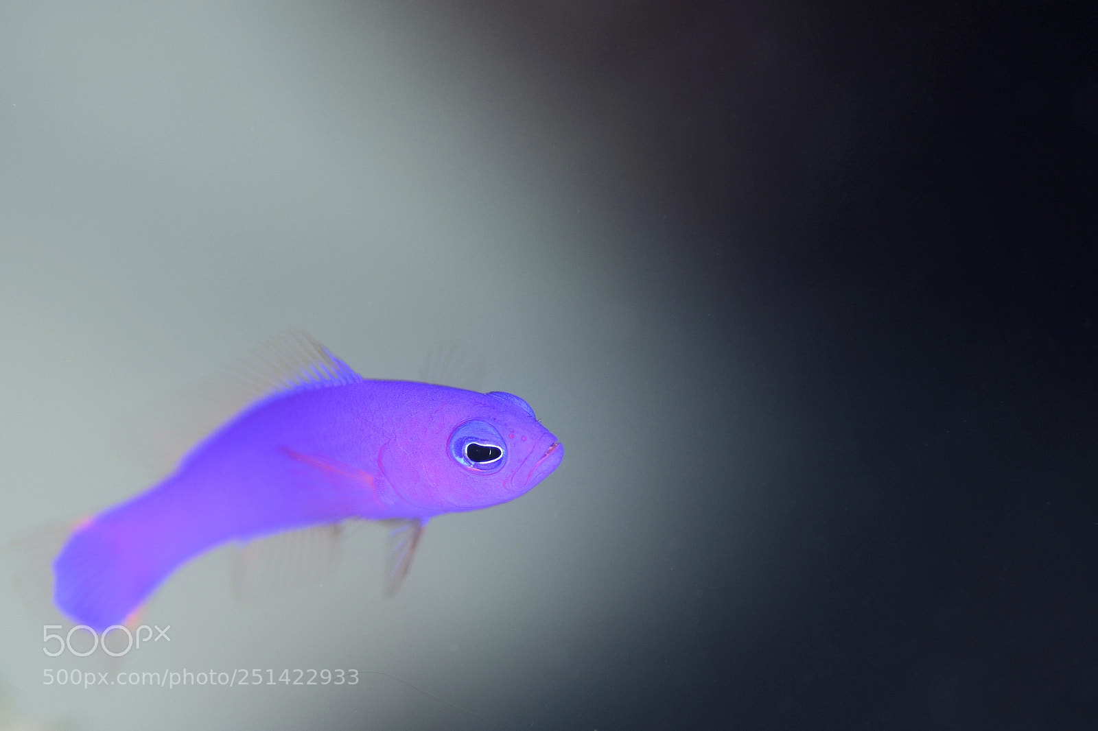 Nikon D7000 sample photo. Underwater photography