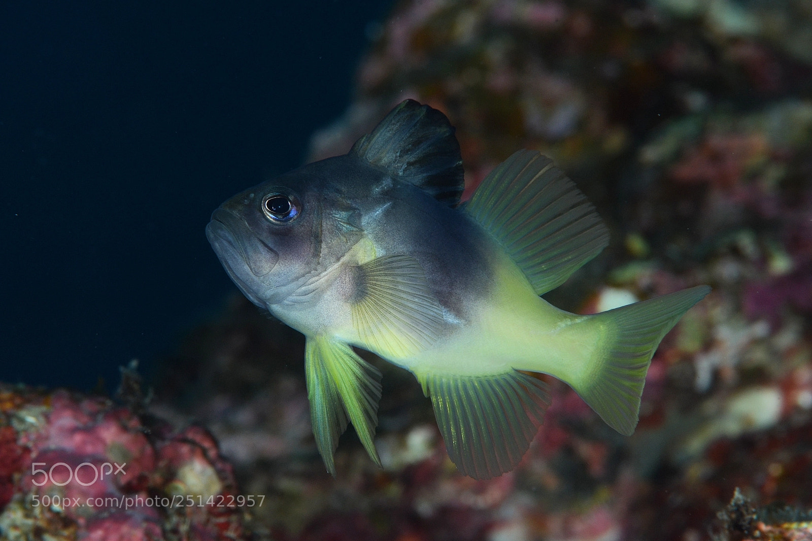 Nikon D7000 sample photo. Underwater photography
