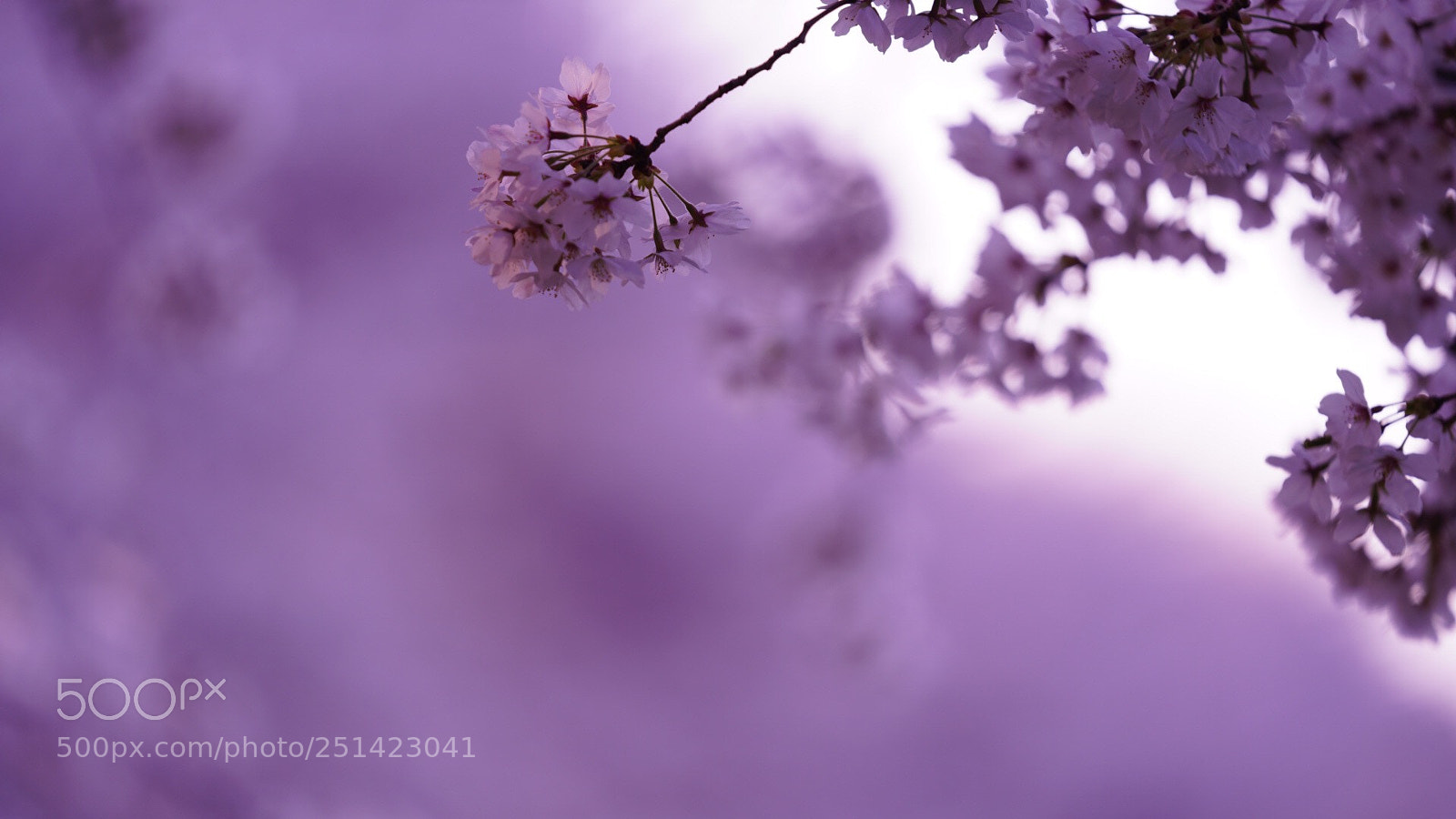 Sony a7R III sample photo. Untitled photography