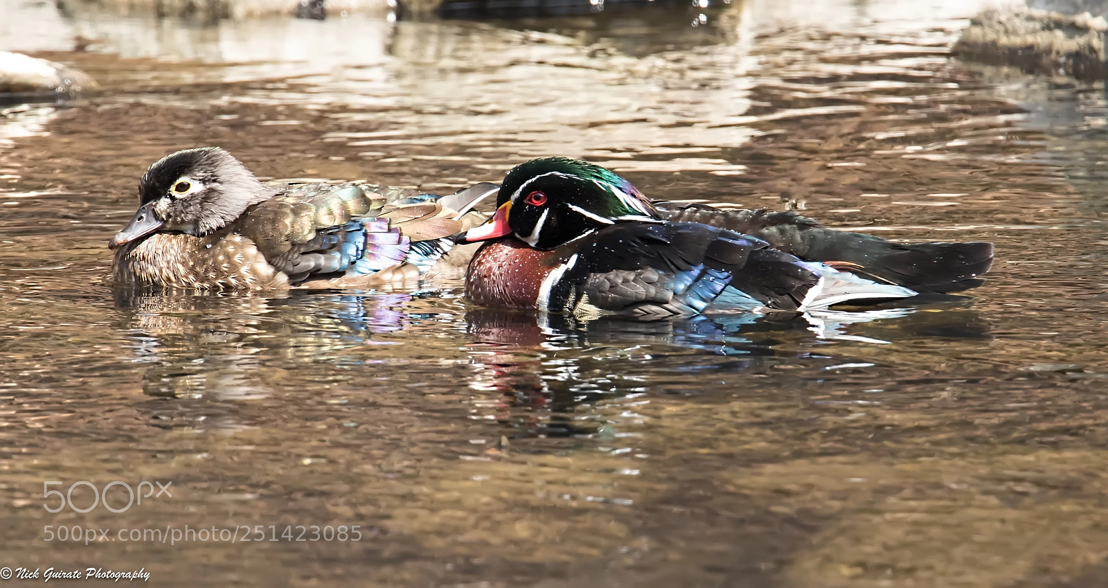 Canon EOS 7D Mark II sample photo. Wood duck pair photography