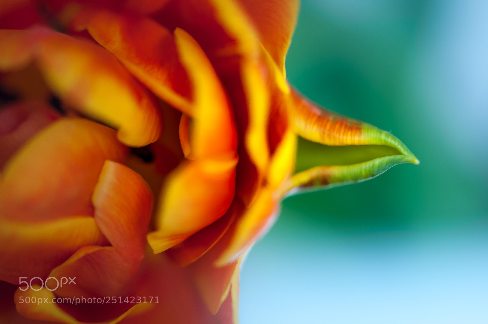 Nikon D300S sample photo. Tulip photography