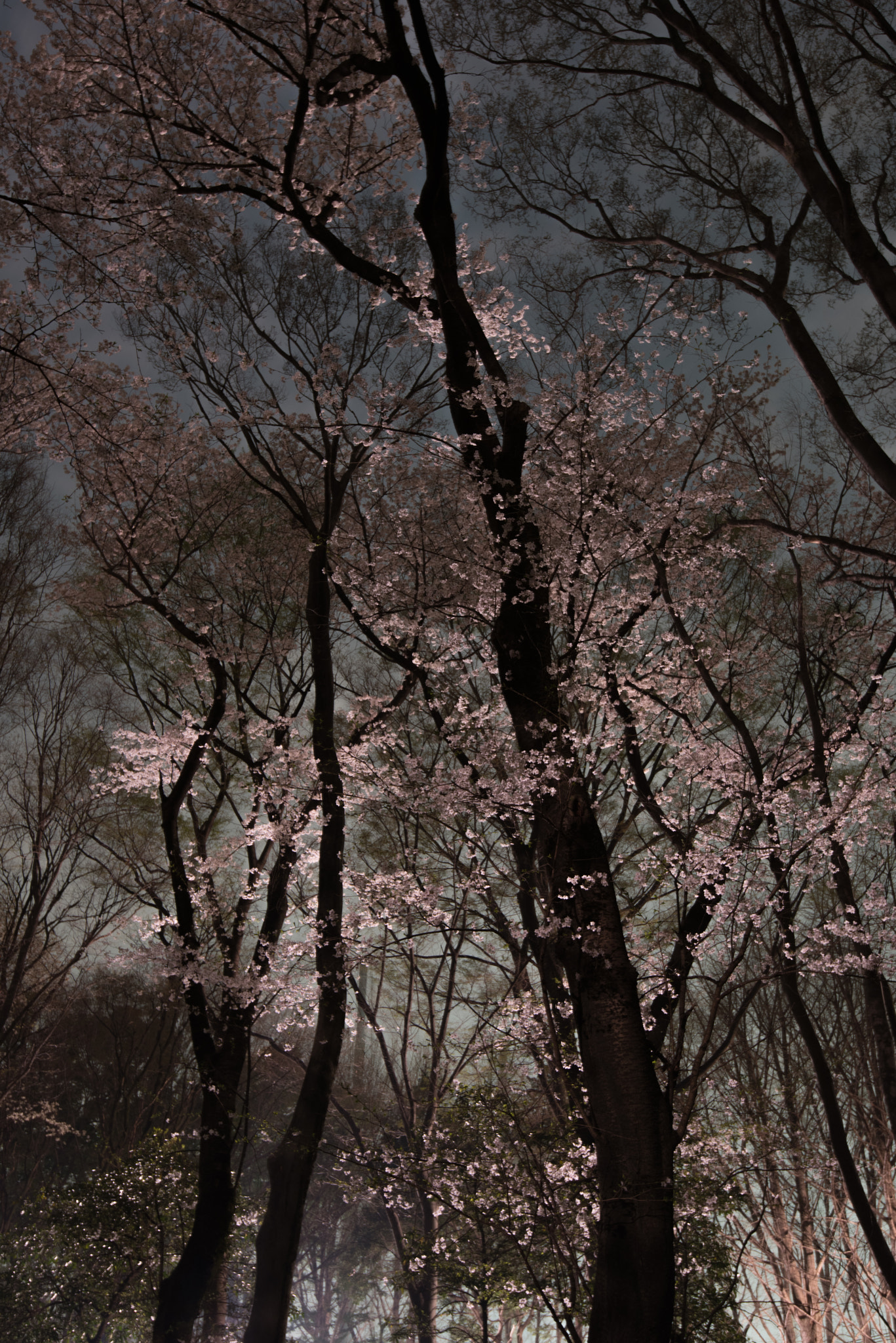 Nikon D810A sample photo. Cherrytree photography