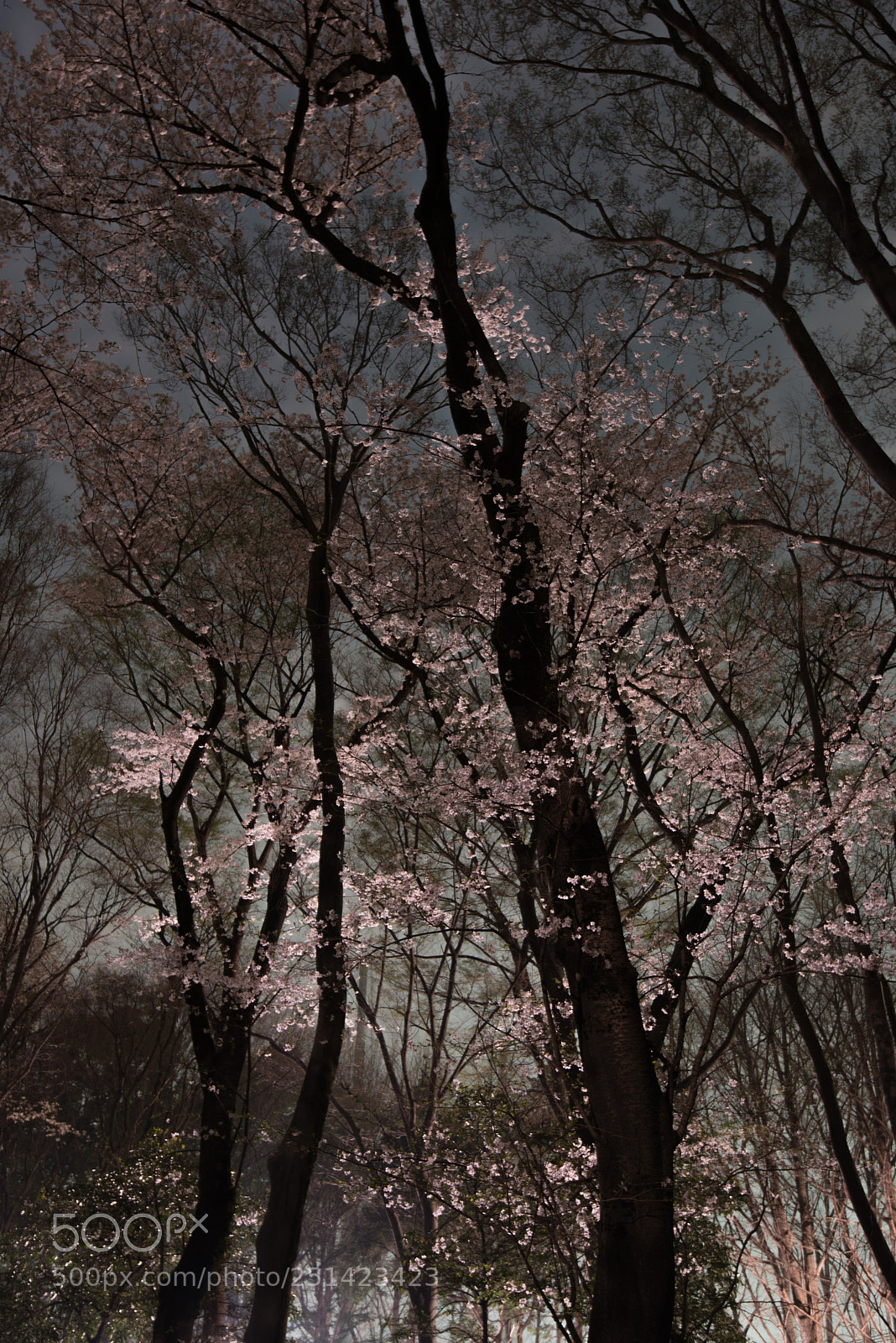 Nikon D810A sample photo. Cherrytree photography
