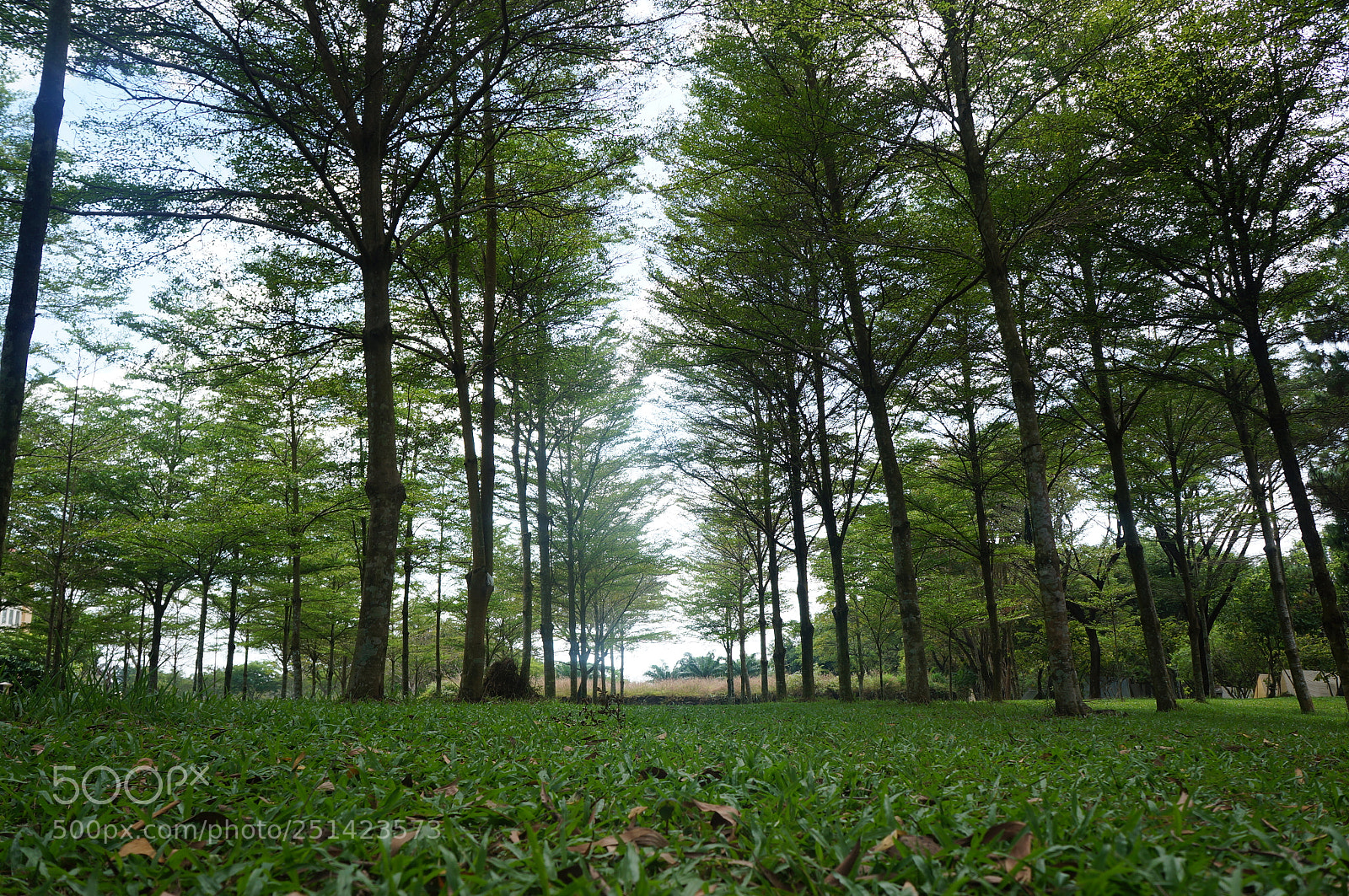 Sony Alpha NEX-5N sample photo. Dsc photography