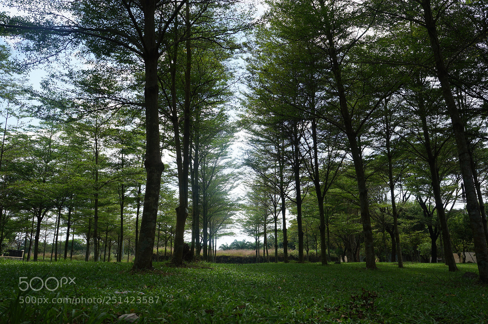 Sony Alpha NEX-5N sample photo. Dsc photography