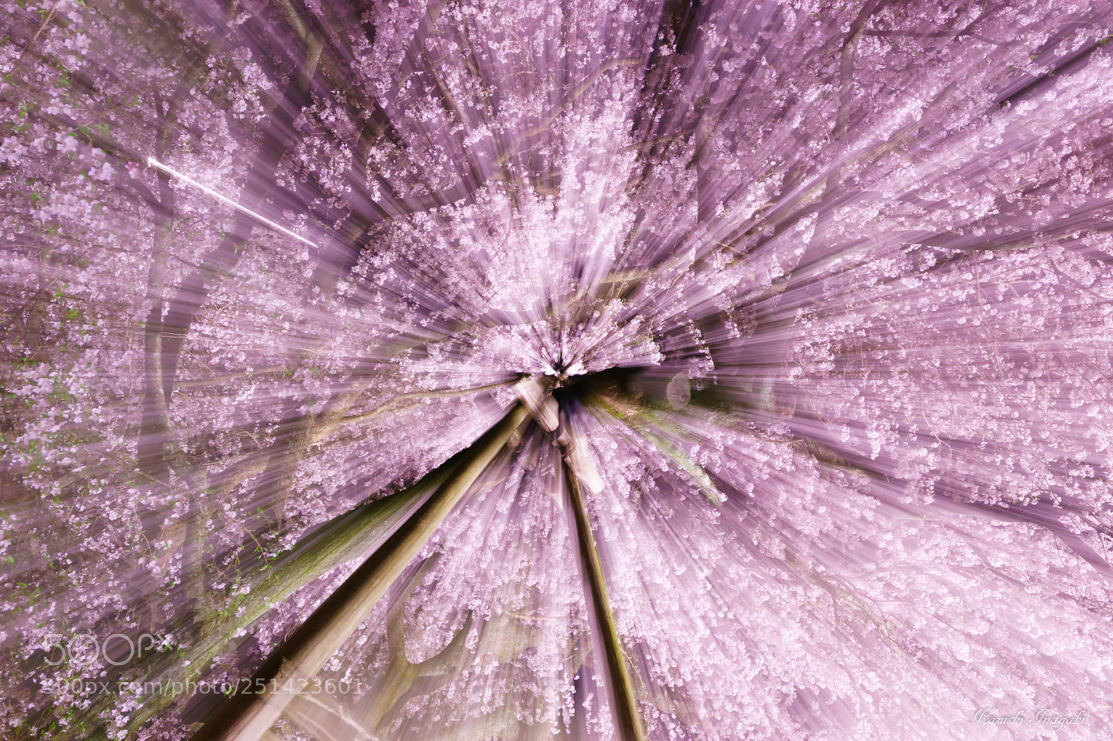 Sony SLT-A99V sample photo. Cherry blossoms warp ! photography