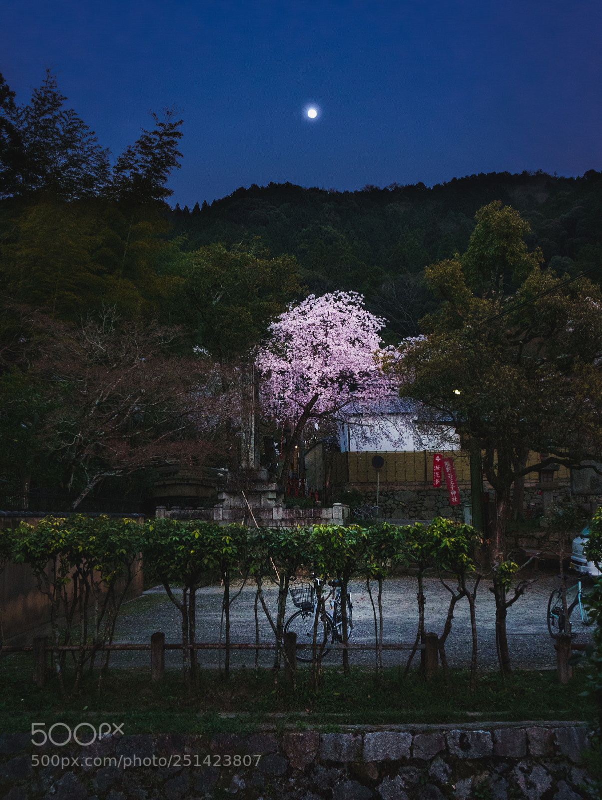 Sony a6000 sample photo. Moon, tree, bycicle photography