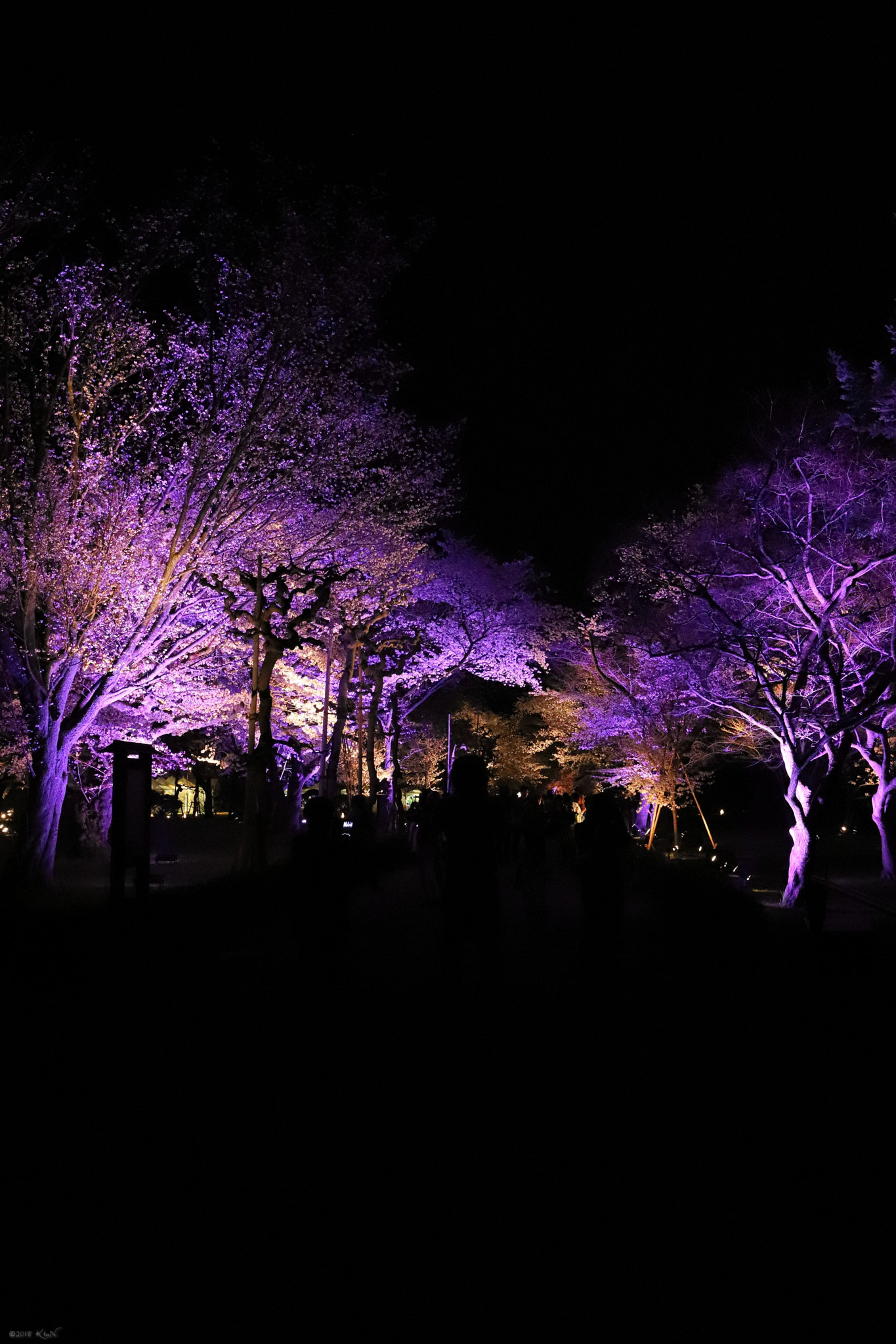 Canon EF 16-35mm F4L IS USM sample photo. Sakura way photography