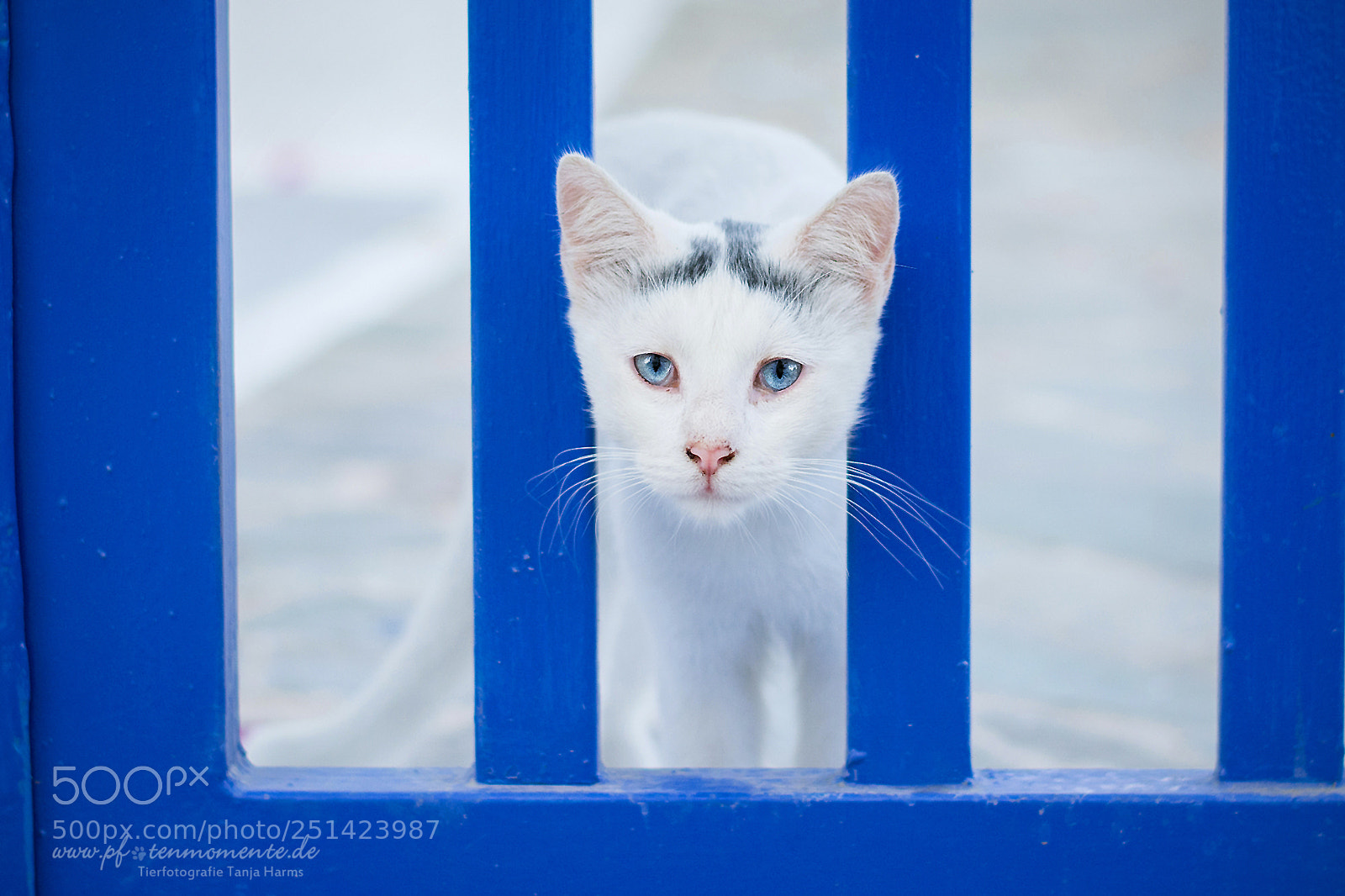 Nikon D7100 sample photo. Santorini cat photography