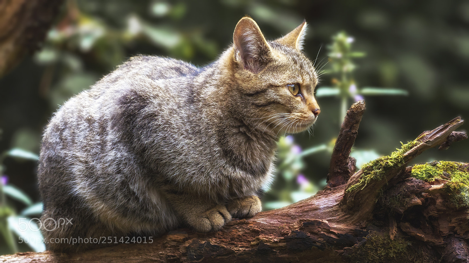Olympus OM-D E-M1 Mark II sample photo. Wild cat photography