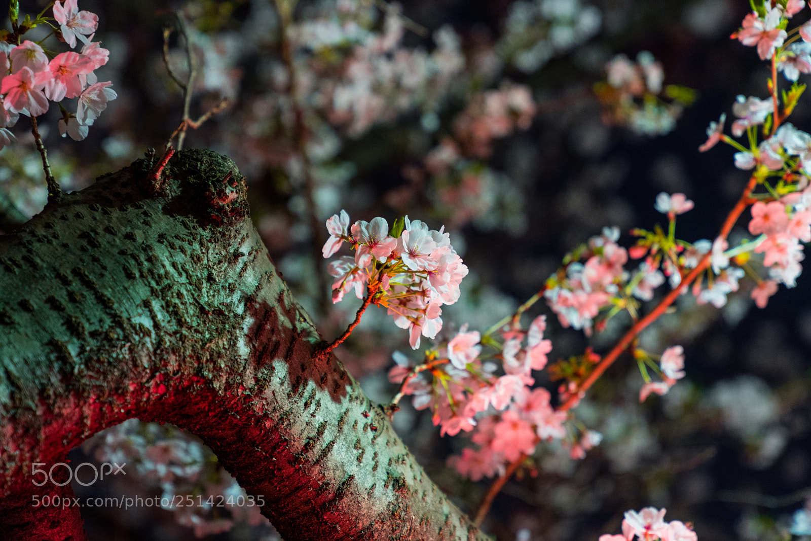 Sony a7R III sample photo. Dsc photography