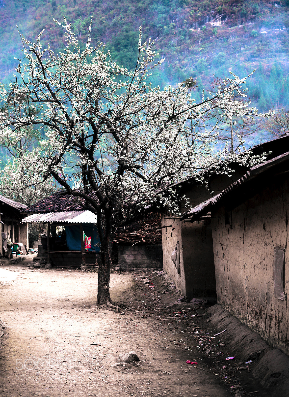Canon EOS 5D Mark II sample photo. Hoa mận photography