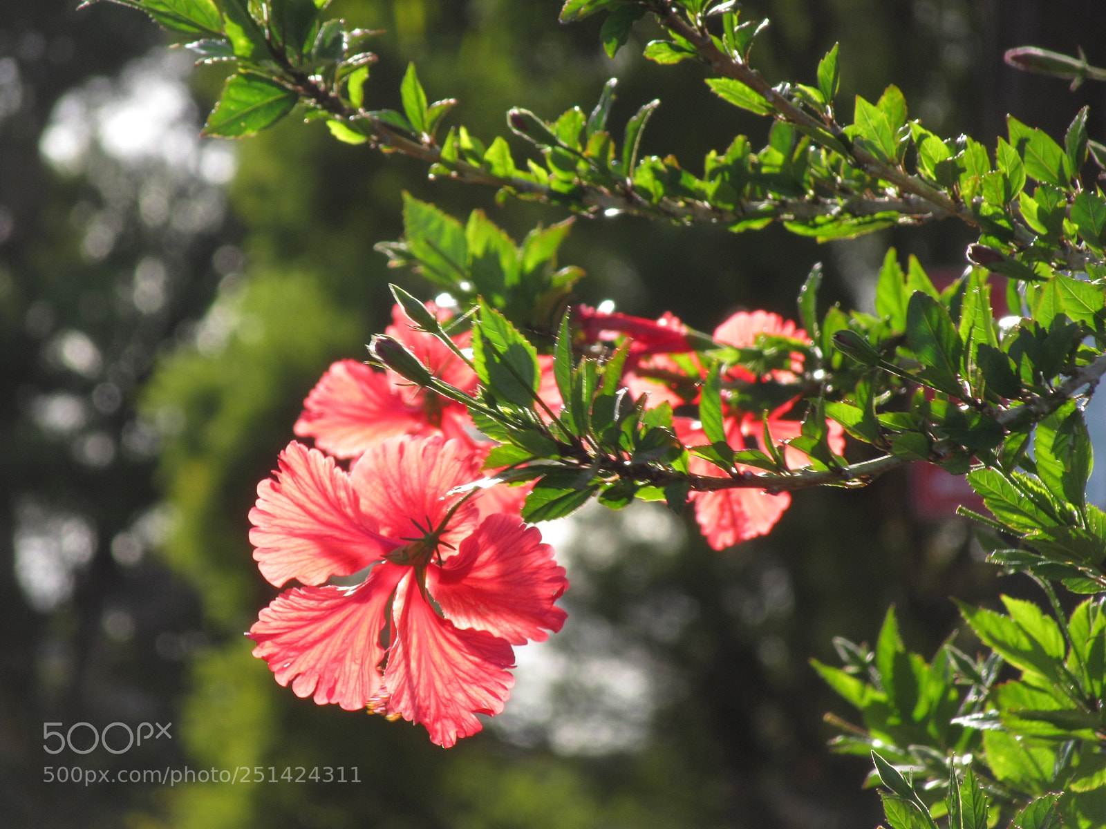 Canon PowerShot SX610 HS sample photo. Hibiscus img_0737 photography
