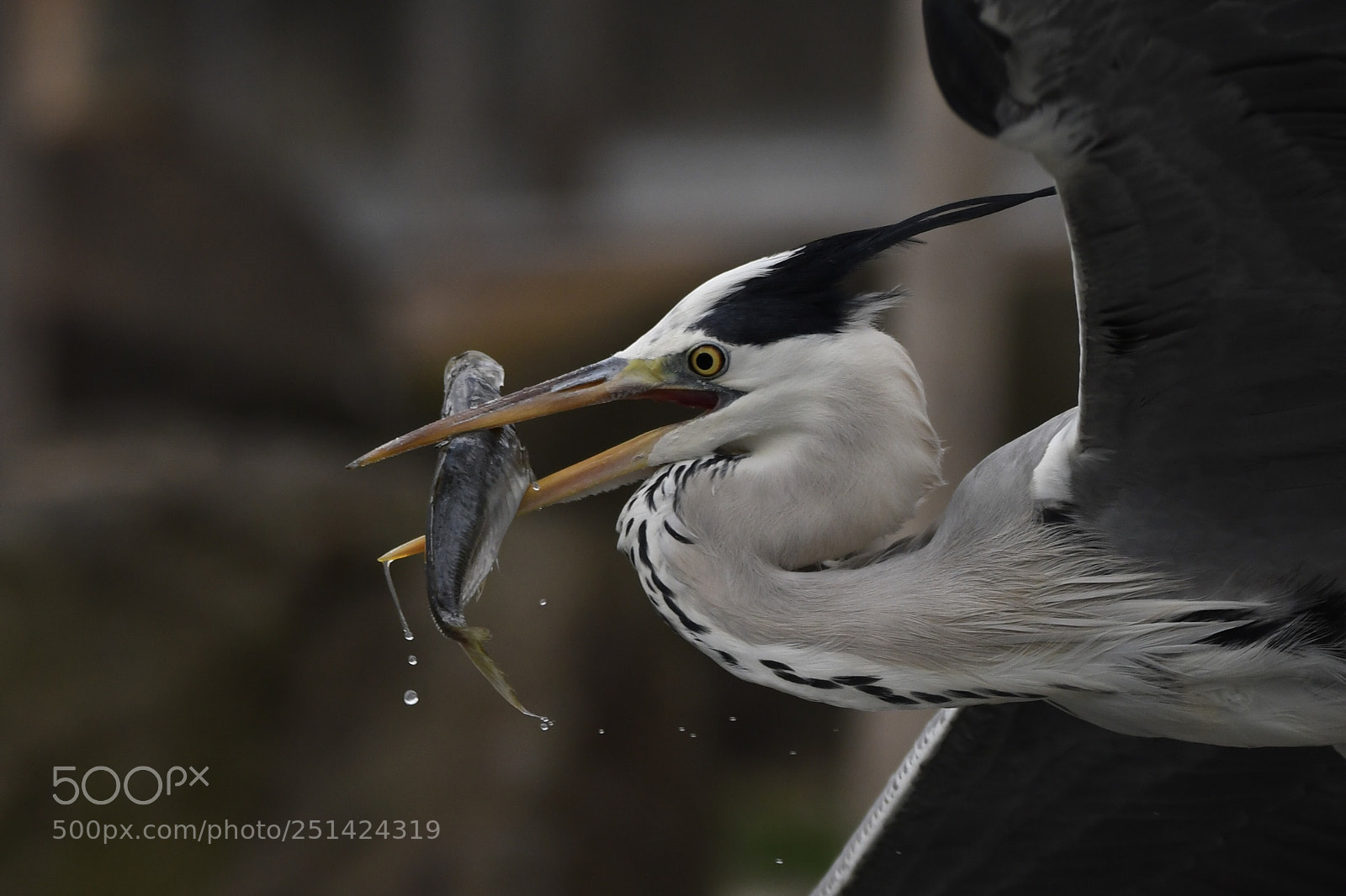 Nikon D500 sample photo. Grey heron photography