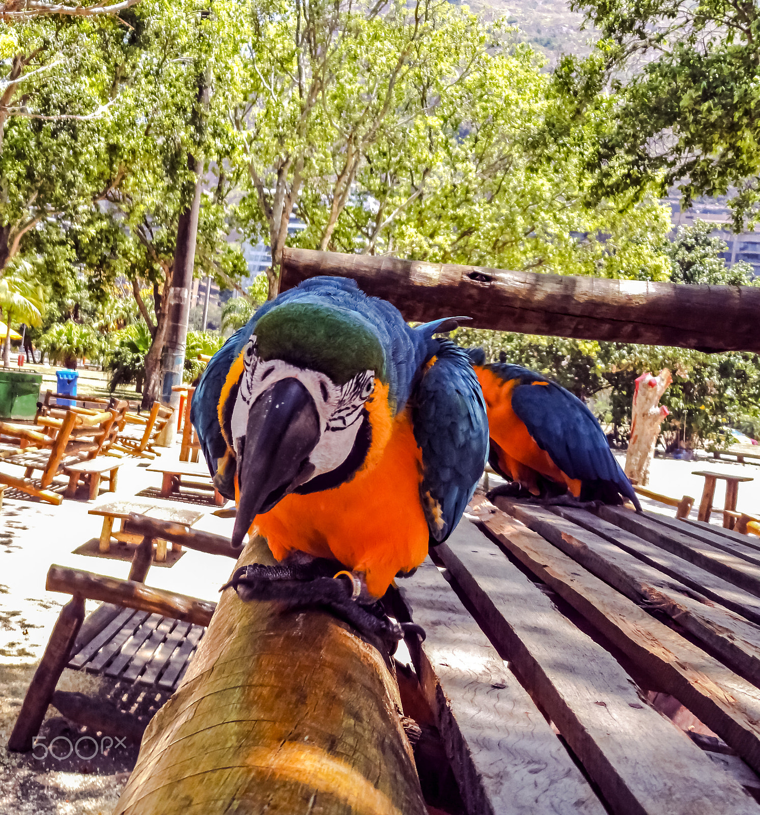 Sony Cyber-shot DSC-H55 sample photo. Angry parrot photography