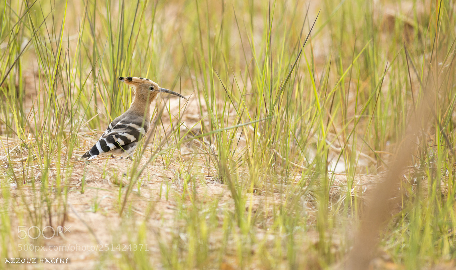 Nikon D800E sample photo. Hoopoe photography