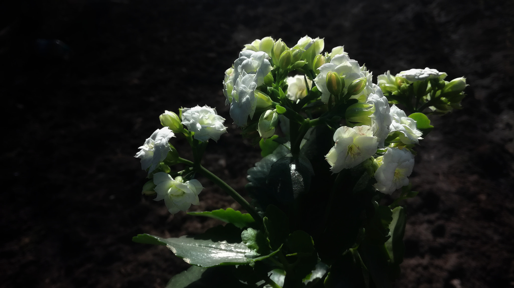HUAWEI Honor 5C sample photo. Real spring photography
