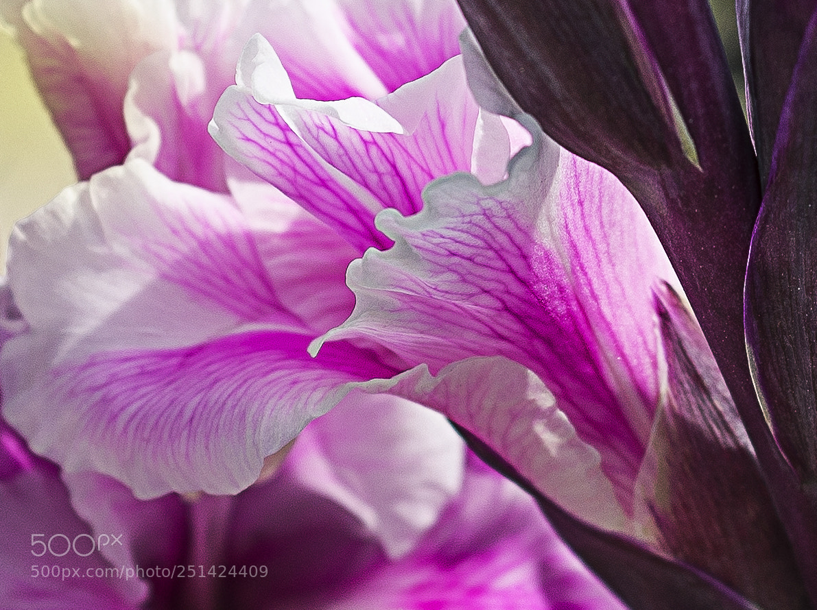 Nikon D600 sample photo. Magenta and white flowers photography