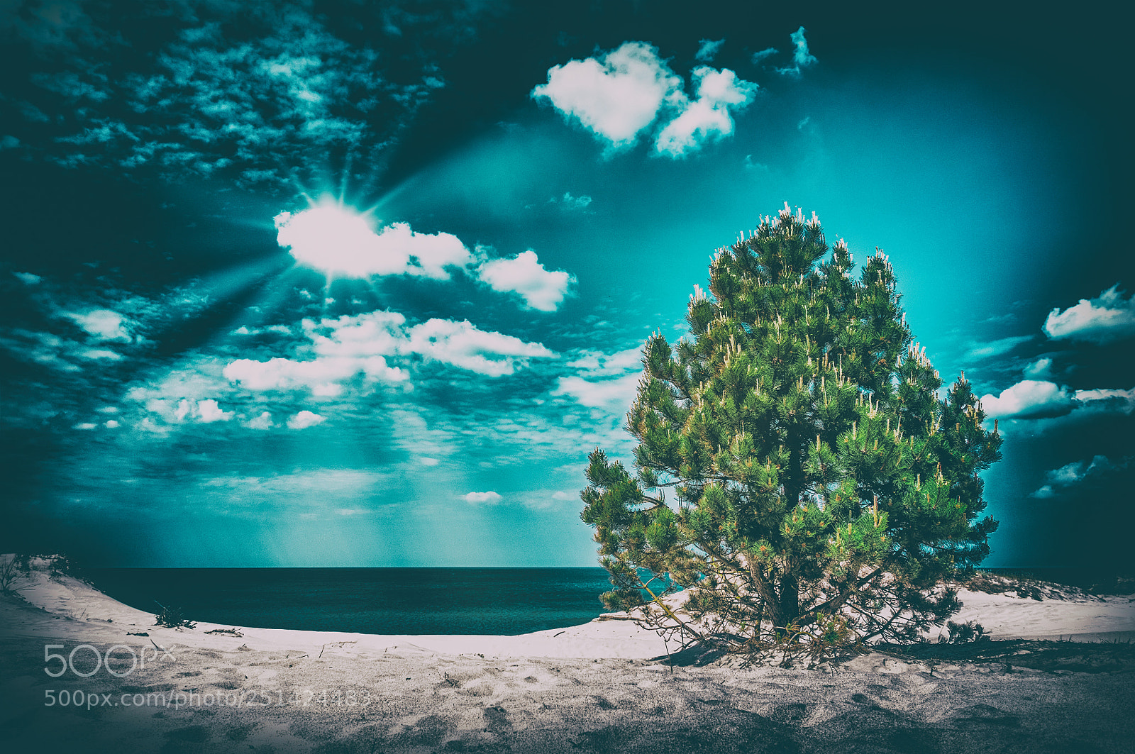 Nikon D300S sample photo. Pine tree photography