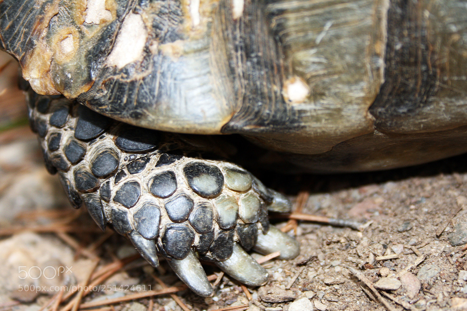 Canon EOS 1000D (EOS Digital Rebel XS / EOS Kiss F) sample photo. Tortoise foot texture photography