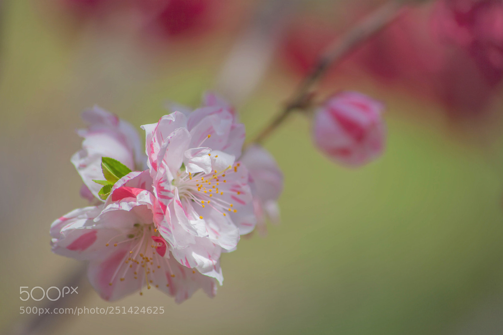 Canon EOS 5D Mark II sample photo. Daydream photography