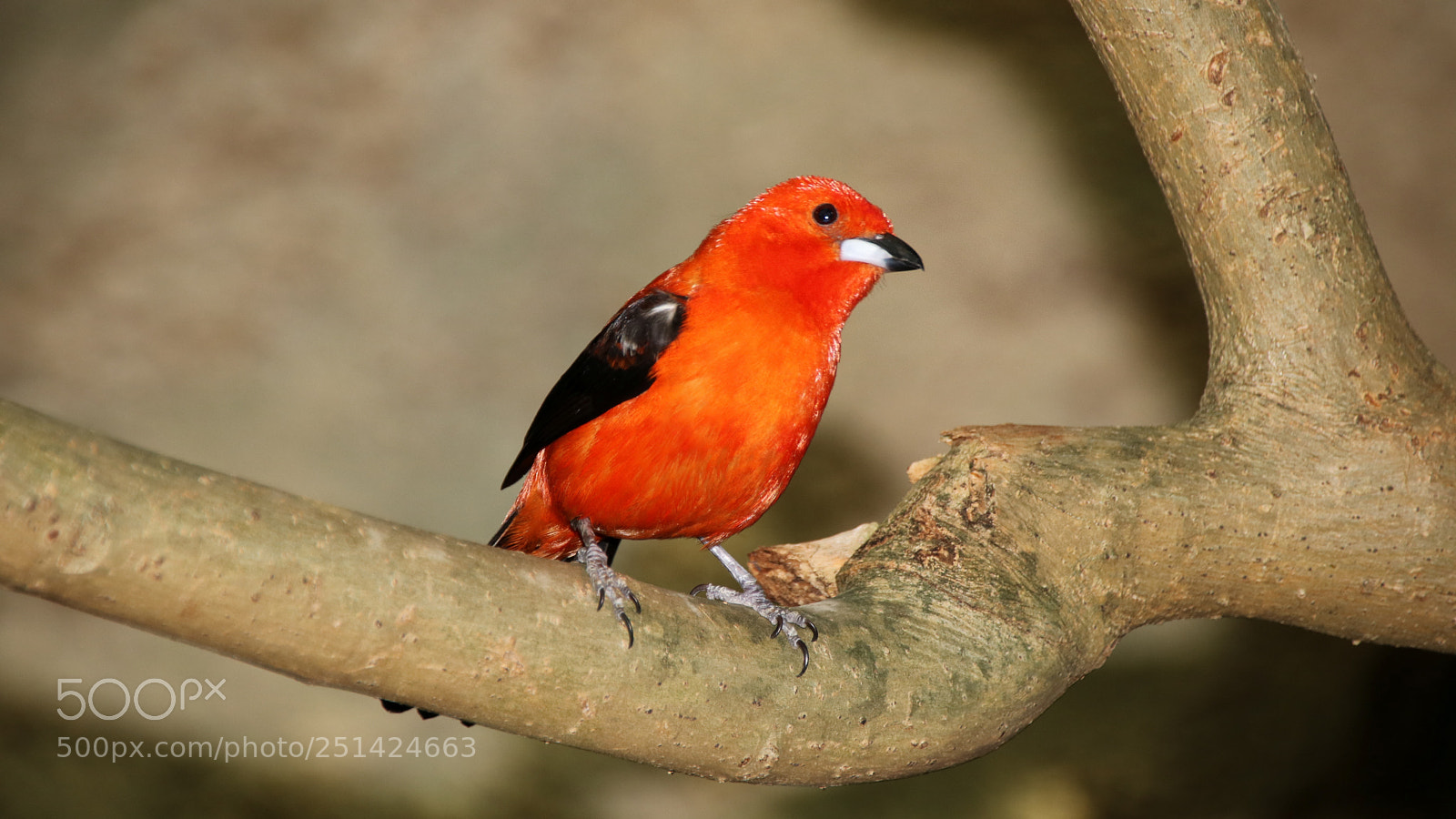 Canon EOS 750D (EOS Rebel T6i / EOS Kiss X8i) sample photo. Roter "glücksvogel" photography