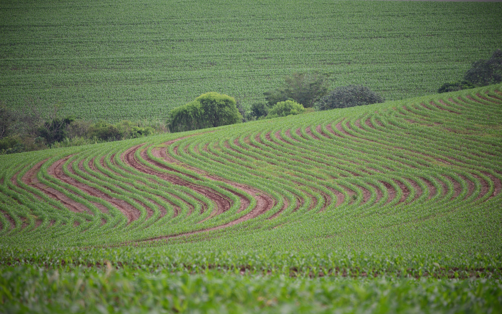 Nikon D610 sample photo. Corn lines! photography