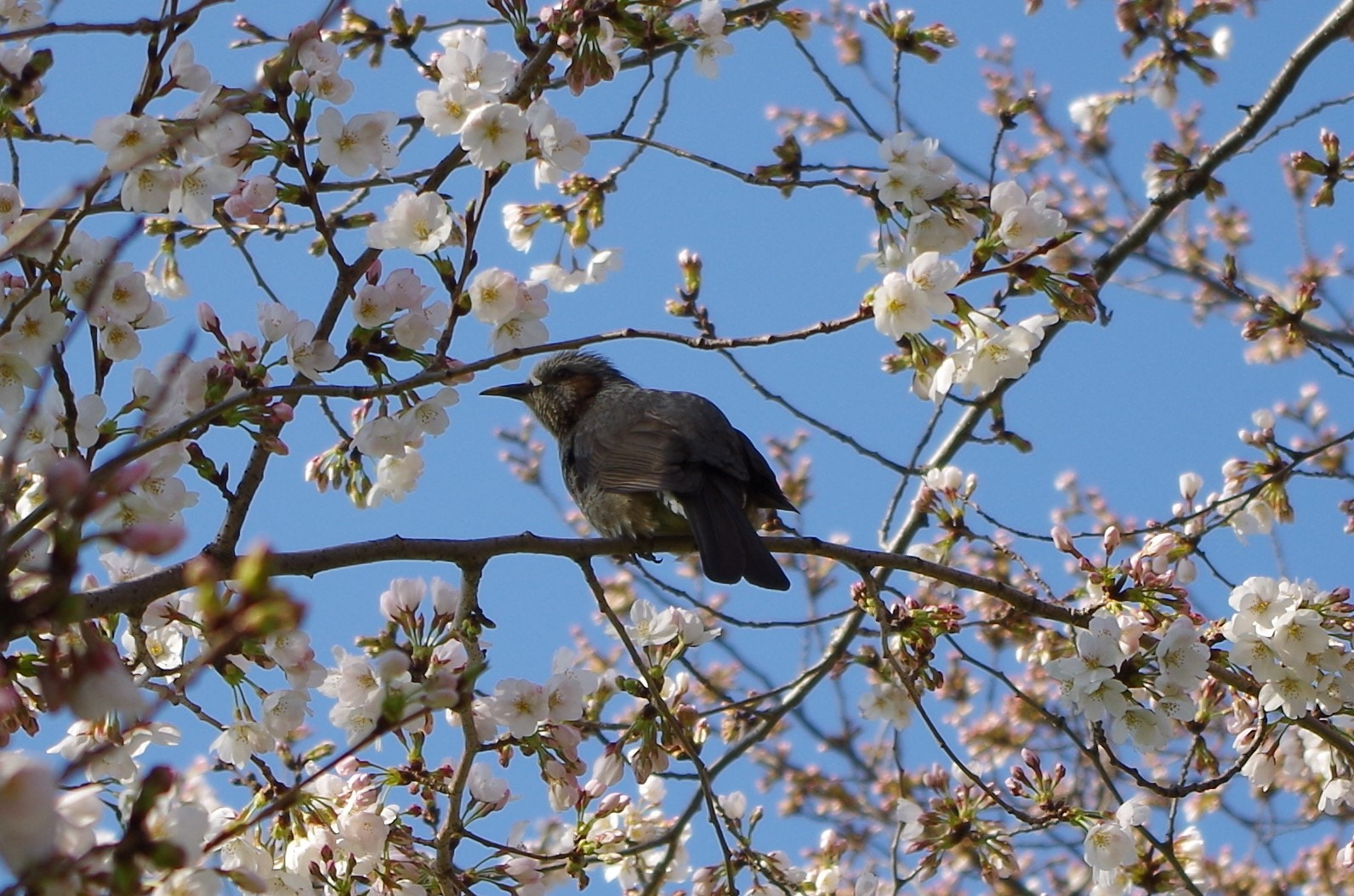 Pentax K-30 sample photo. Cherry blossom viewing photography