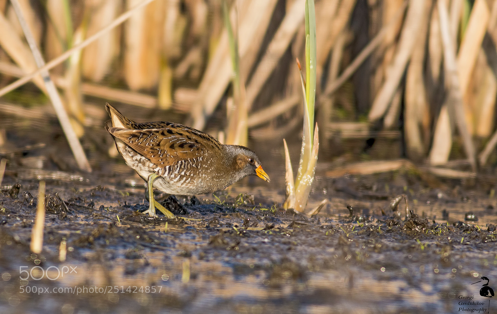 Canon EOS 70D sample photo. Spotted crake (porzana porzana) photography