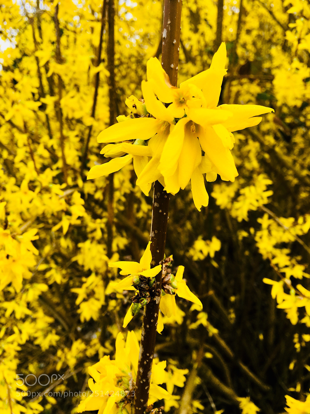 Apple iPhone 6s Plus sample photo. Untitled photography