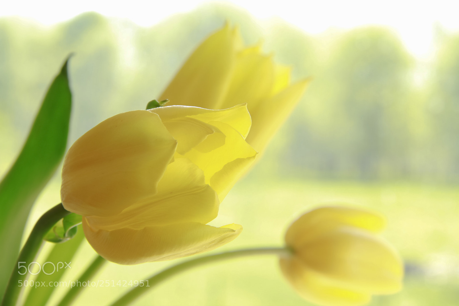 Canon EOS 7D sample photo. Yellow tulips photography