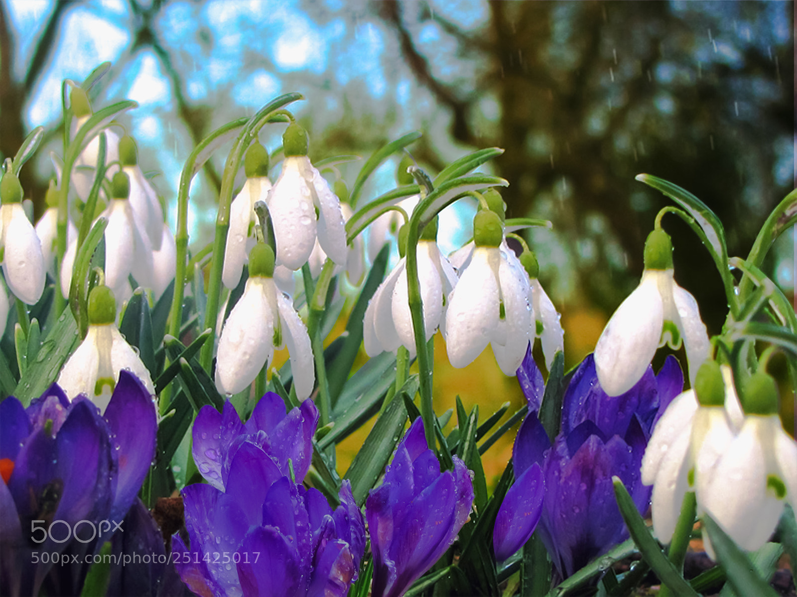 Canon PowerShot SX20 IS sample photo. Blue crocuses and white photography