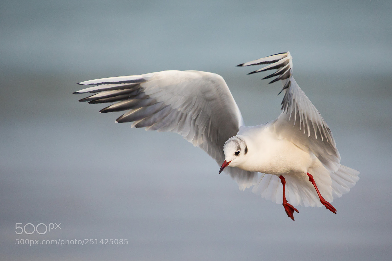 Canon EOS 5D Mark IV sample photo. Black-headed gull photography